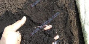 Vermicompost Fertilizer