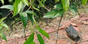 Mango Plants