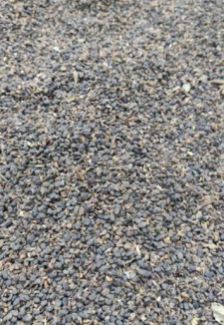 Psoralea Corylifolia Seeds