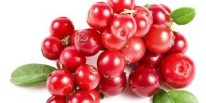 Fresh Cranberry