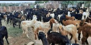 Sirohi Goat Cutting Goat