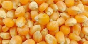 Maize Seeds