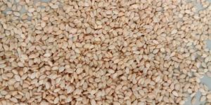 Natural White Sesame Seeds