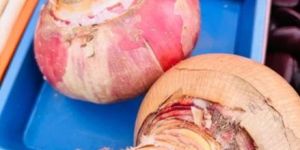 Organic Red Onion Roots