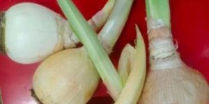 Perennial Onion Root