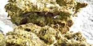 Cotton Seed Oil Cake