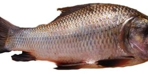 Catla Fish