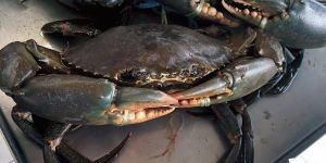 Mud Crab