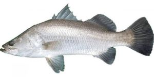 Fresh Goraka Fish