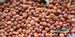 Pigeon Pea Seeds