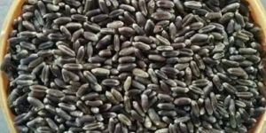 Organic Black Wheat