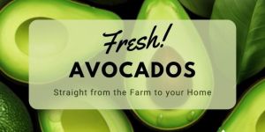 Fresh Avocados