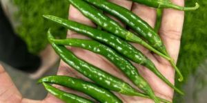 Fresh Green Chilli