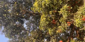 Banganapalli Mango Fruit