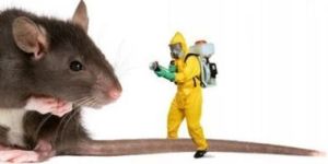 Rodent Pest Control Service