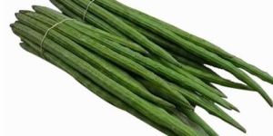 Green Fresh Drumstick