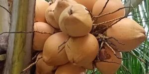 Orange Tender Coconut