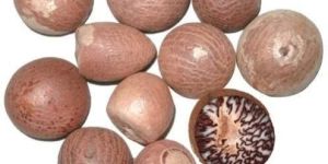 Organic Areca Nut