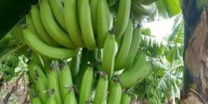 Organic G9 Green Banana