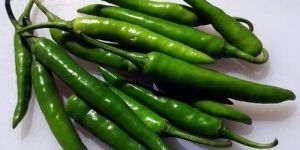 Organic Green Chilli