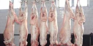 Frozen Mutton Carcass