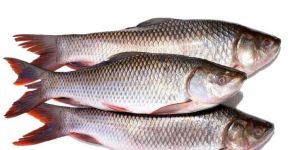 Fresh Rohu Fish