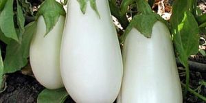 Fresh White Brinjal