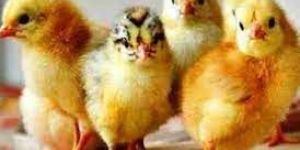 Sonali Chicks