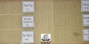 Prepared Micro Slides