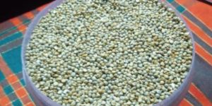 Bajara,millet
