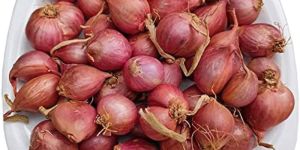 Fresh Shallot Onion