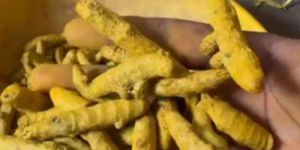 Sangli Turmeric Finger