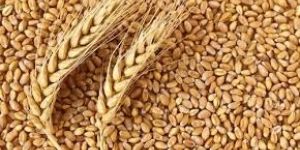 Wheat Grain