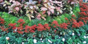 Urban Greenery Solution Service