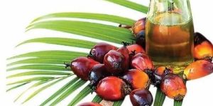 Palm Oil