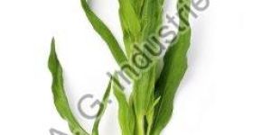 Tarragon Oil