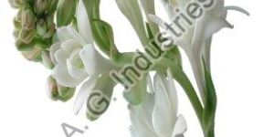 Tuberose Oil