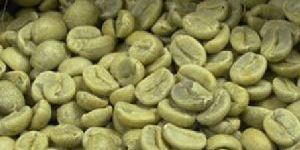 Green Arabica Plantation Bulk Coffee Beans
