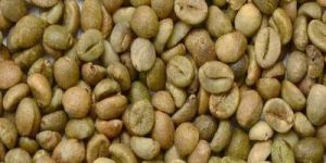 Green Robusta Cherry B Grade Coffee Beans