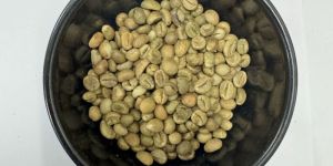 Green Robusta Parchment B Grade Coffee Beans