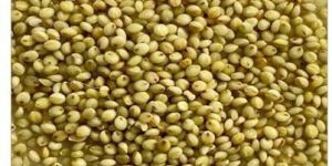 Browntop Millet
