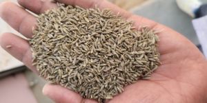 Cumin Seeds