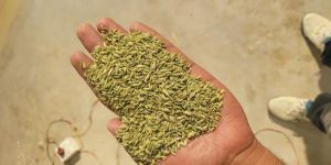 Green Fennel Seeds