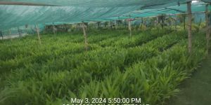 Supari Plant / Tambul Plant