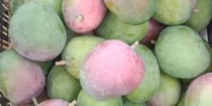 Natural Mango