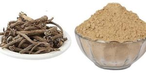 Akarkara Powder
