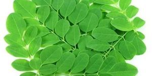 Moringa Leaves