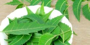 Neem Leaves