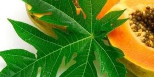 Papaya Leaves