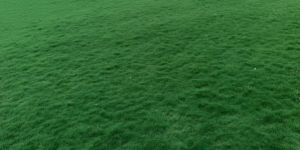 Selection Number One Glass 3sf